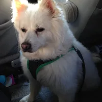 American Eskimo Dog