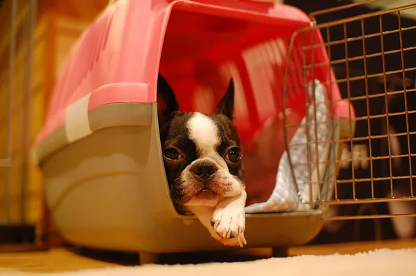 Boston Terrier
