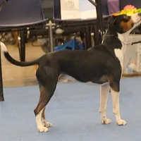 Rat Terrier, picture 10 of 10