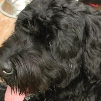Black Russian Terrier