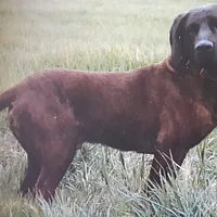 Hanoverian Scenthound