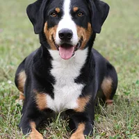 Appenzeller Sennenhund, picture 5 of 10