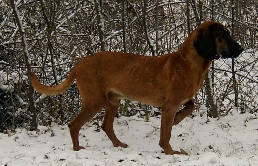 Hanoverian Scenthound dog, photographed by Ralf Lotys (Sicherlich)