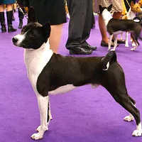 Basenji