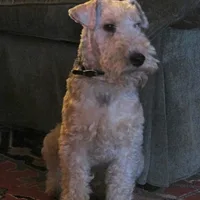 Lakeland Terrier, picture 3 of 10