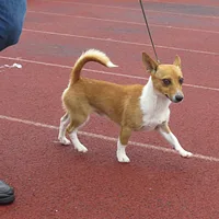 Portuguese Podengo Pequeno, picture 6 of 9