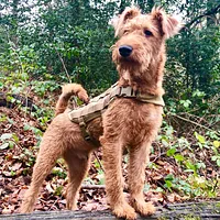 A Irish Terrier dog