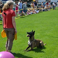Belgian Malinois, picture 7 of 8