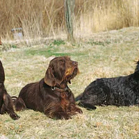 Pudelpointer, picture 6 of 6