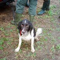 Small Munsterlander, picture 9 of 9