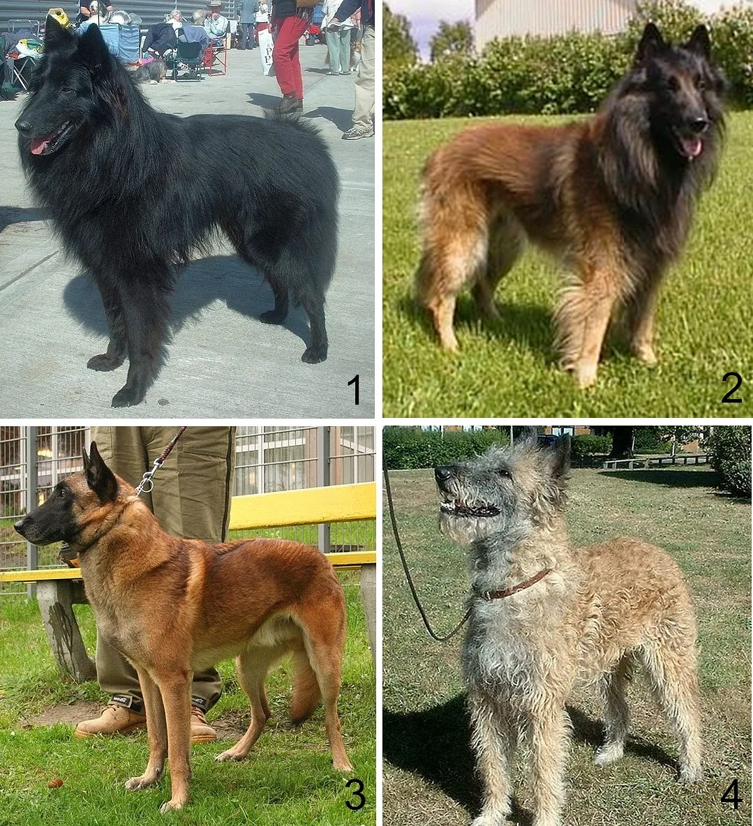 Belgian Sheepdog