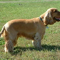 Cocker Spaniel, picture 1 of 9