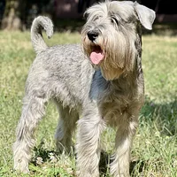 Standard Schnauzer, picture 2 of 7