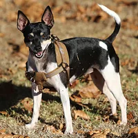 Rat Terrier