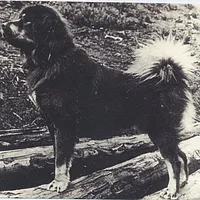 Tibetan Mastiff, picture 5 of 10