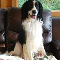 English Springer Spaniel