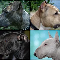 Bull Terrier
