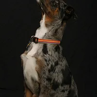 American Leopard Hound