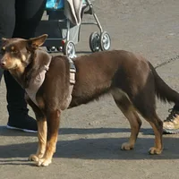Working Kelpie, picture 4 of 5