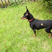 Miniature Pinscher, picture 6 of 10