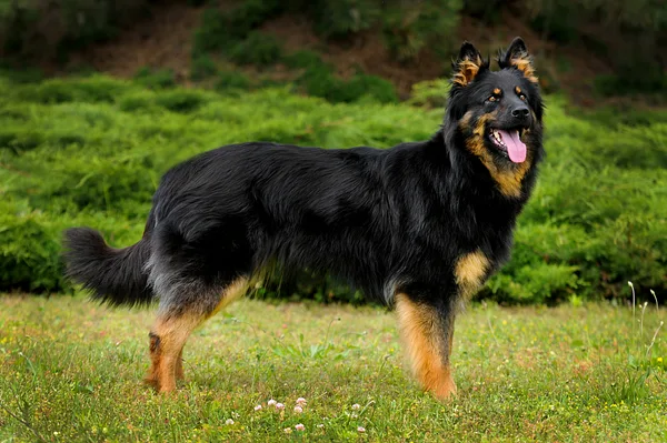 A Bohemian Shepherd