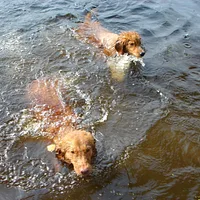 Nova Scotia Duck Tolling Retriever
