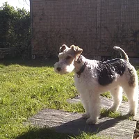 Smooth Fox Terrier, picture 2 of 9