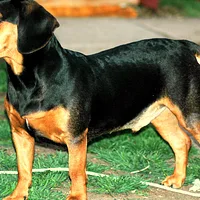 A Slovensky Kopov dog