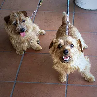 Norfolk Terrier, picture 10 of 10