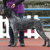 German Wirehaired Pointer