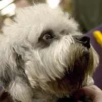 Dandie Dinmont Terrier, picture 5 of 8