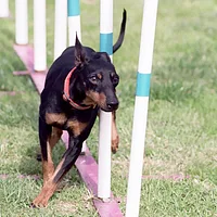Manchester Terrier (Toy), picture 6 of 9