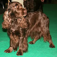A Sussex Spaniel dog