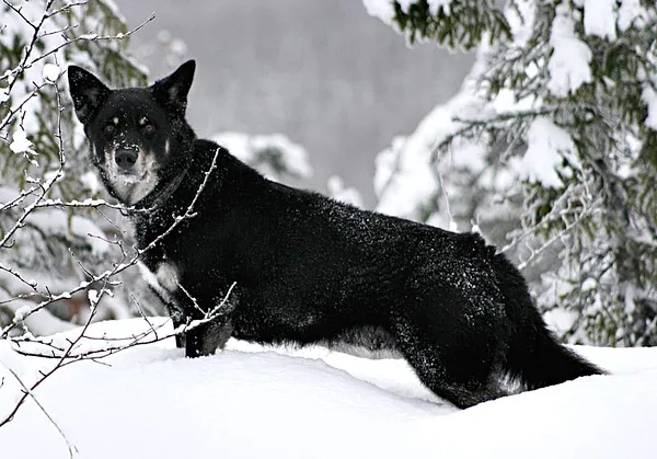 A Lapponian Herder