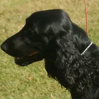 Field Spaniel