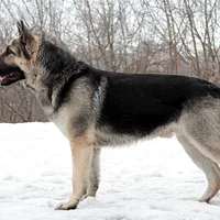 Swedish Vallhund, picture 10 of 10