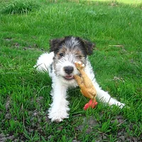 Wire Fox Terrier, picture 6 of 8