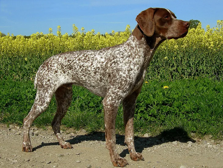 Braque Francais Pyrenean