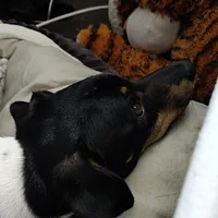 Danish-Swedish Farmdog, picture 9 of 10