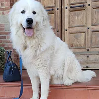 Great Pyrenees, picture 4 of 10
