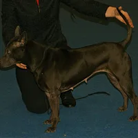 Thai Ridgeback, picture 9 of 9