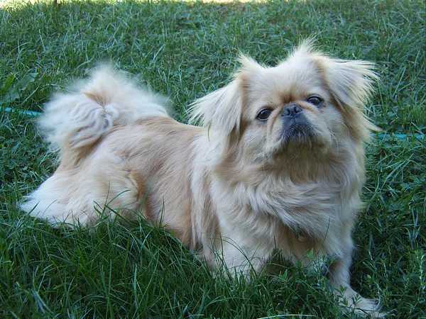 A Pekingese