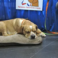 Portuguese Pointer, picture 6 of 6