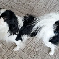 Japanese Chin, picture 4 of 7