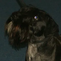 Cesky Terrier