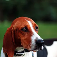 Treeing Walker Coonhound, picture 2 of 10