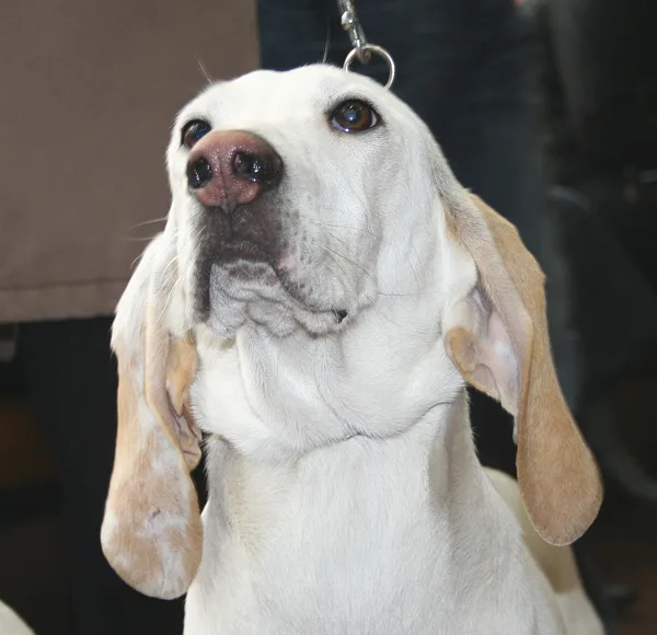 A Porcelaine