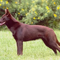 Australian Kelpie, picture 3 of 8