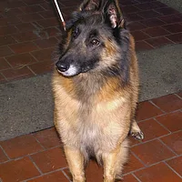 Belgian Tervuren