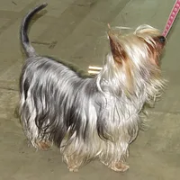 Silky Terrier, picture 3 of 8